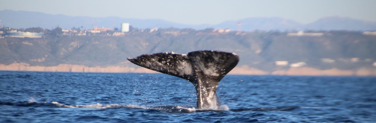 Whale watching