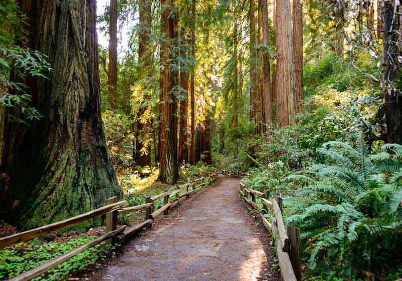 Muir Woods