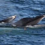 08-02-23 230pm Hungry Whales