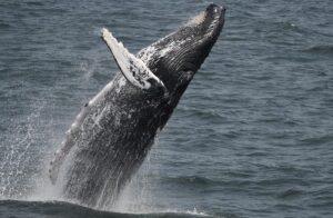 08-04-23 11am whales are birds