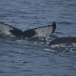 08-05-23 10am Lollipop and Calf