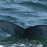 08-06-23 9am A-Plus 23 Calf Fluke