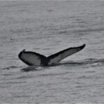 08-07-23 12pm Dyad fluke