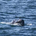 10-25-23 10am Calf Feeding