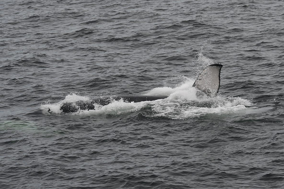 10-27-23 Aplus calf breach