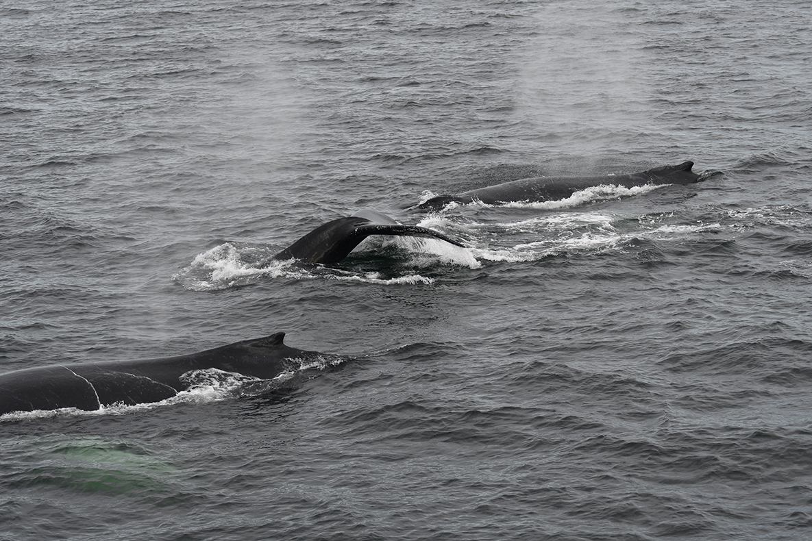 10-27-23 whale breath and tails